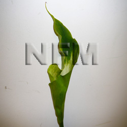 calla lilies green wholesale flowers